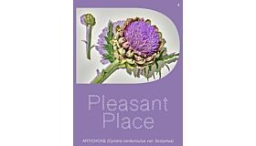 Pleasant Place 4: Artichoke (Cynara cardunculus var. Scolymus) 