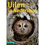 Uilen in Nederland - Soorten, overeenkomsten en verschillen