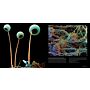 Science is Beautiful: Botanical Life under the Microscope