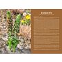 Orchids of Europe, North Africa and the Middle East (Pre-order)